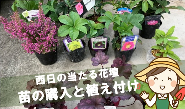 松山市 花の苗 西向き花壇のガーデニング えひめのまっちゃま 松山市で暮らして50年 地元のいいとこ発見ブログ